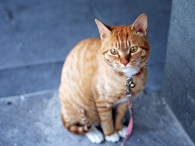 Cute Orange Cats