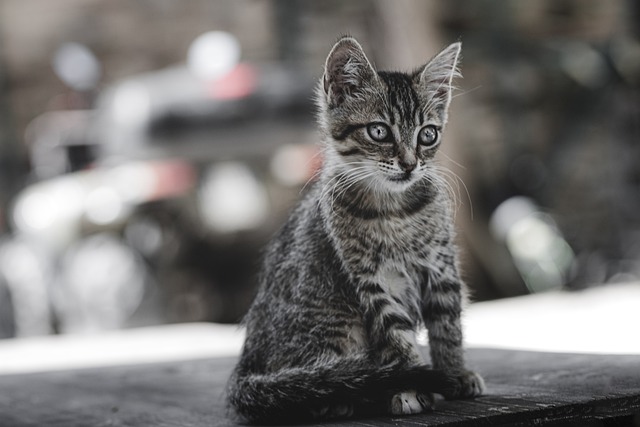 Unleash the Charm: Exploring Cute Orange Cat Breeds and Care