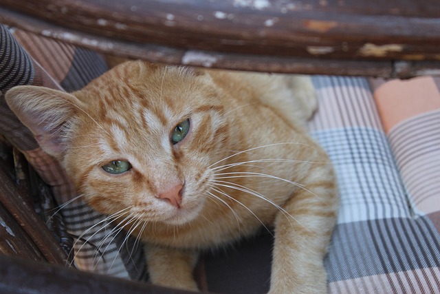 Domesticated Orange Tabbies