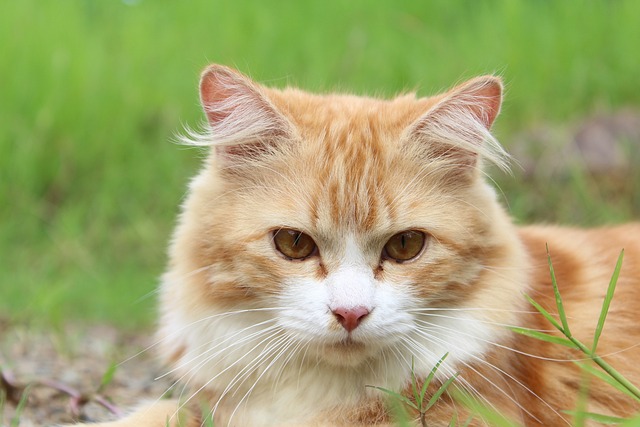 Domesticated Orange Tabbies