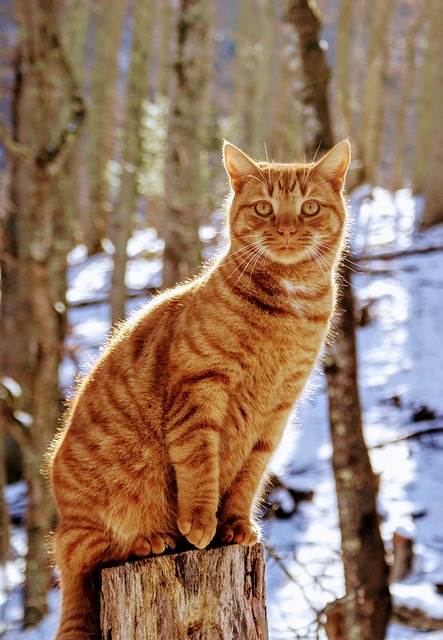 Domesticated Orange Tabbies