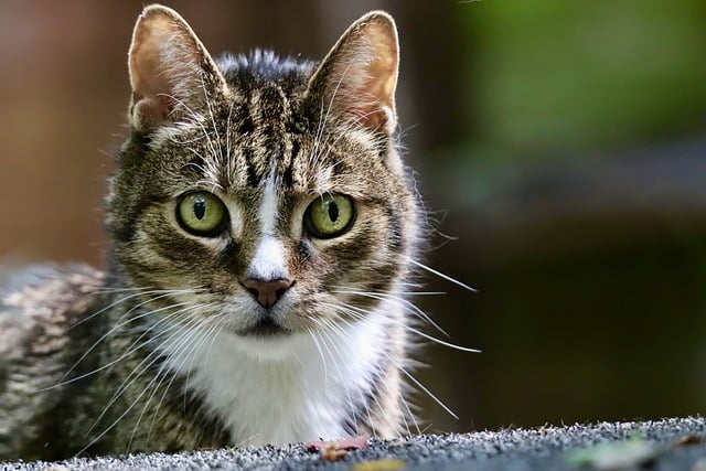 Domesticated Tabby Cats