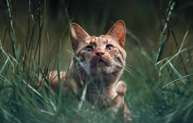Ginger Cats