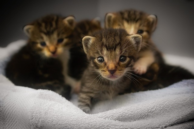 Ginger Kittens