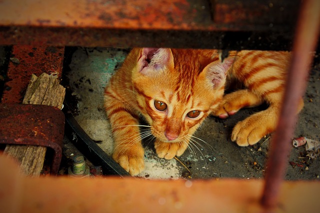 Ginger Kittens