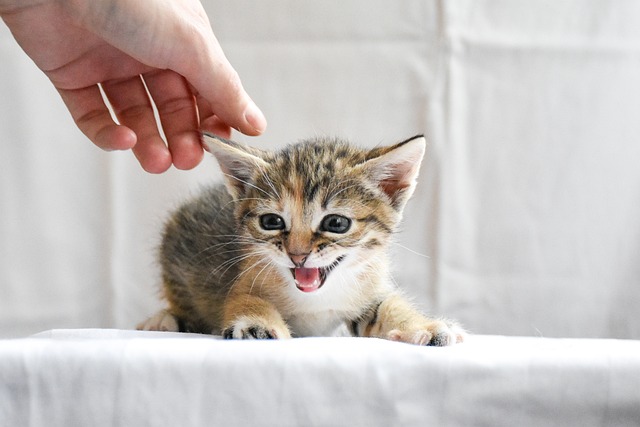 Ginger Kittens