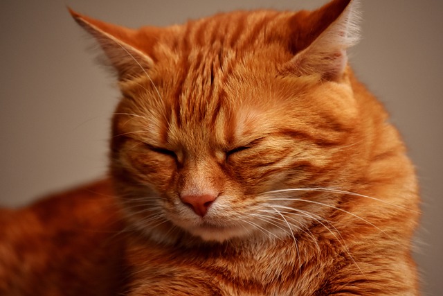 Gorgeous Orange Tabby Cats