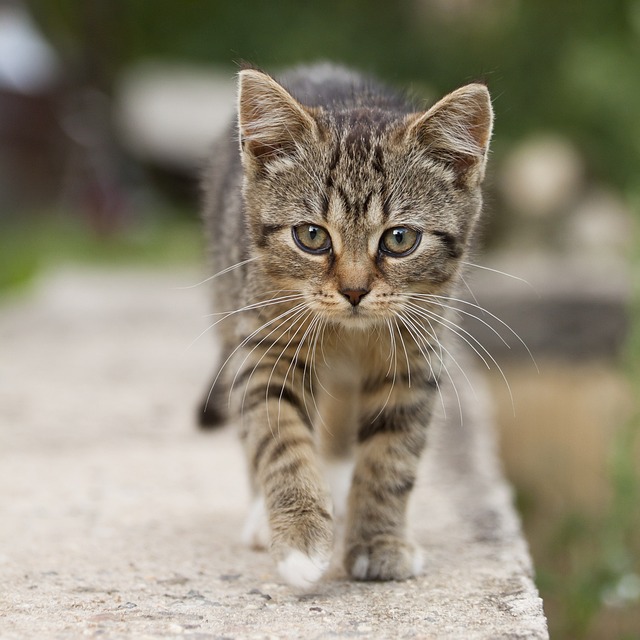 Gorgeous Orange Tabby Cats: Playful Pals with Captivating Charm