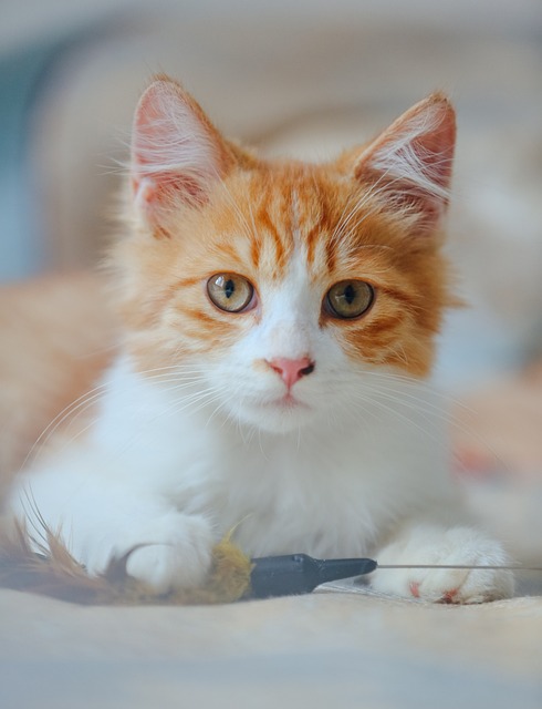 Discovering the Charm of Orange Cats: A Comprehensive Guide