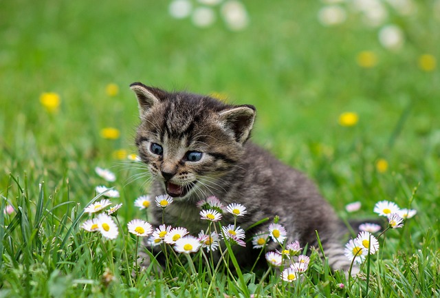 Unleashing the Charm of Orange Tabbies: From Myth to Companion