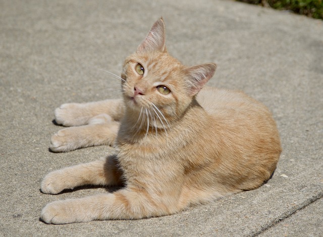 Orange Tabby Cats