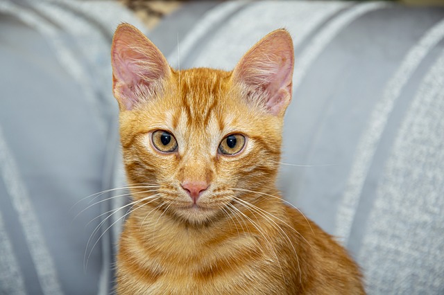Orange Tabby Cats