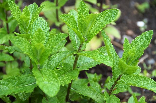 Peppermint: A Natural Approach to Allergy Relief