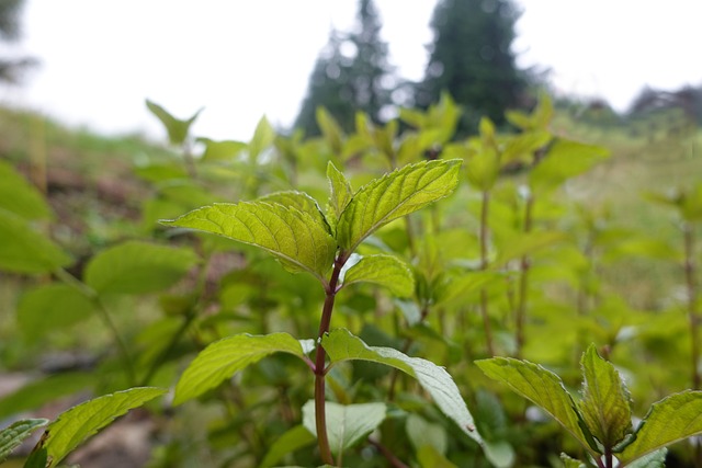 Peppermint Tea