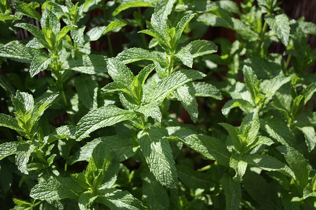 Peppermint for Allergies: Science-Backed Relief for Congestion and Itch