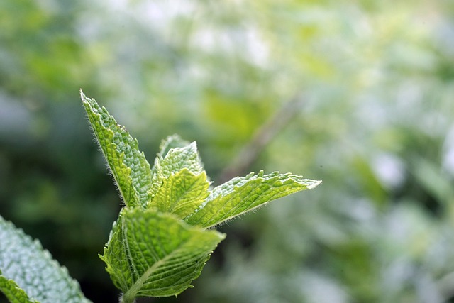 Peppermint: Unlocking Natural Health Benefits Through Aromatic Power