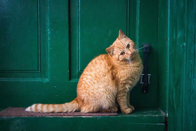 Unleashing Fun: Playful Marmalade Cats and Their Bright World