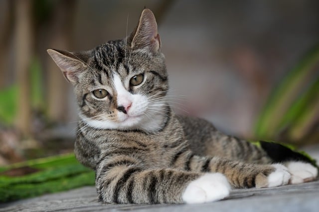 Playful Marmalade Cats