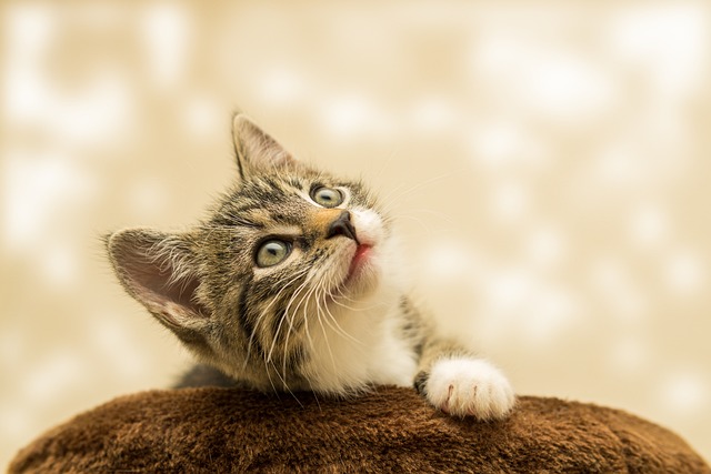 Tabby Cats