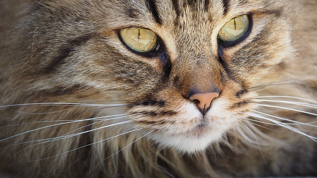 Unveiling the Allure of Tabby Cats: A Comprehensive Guide