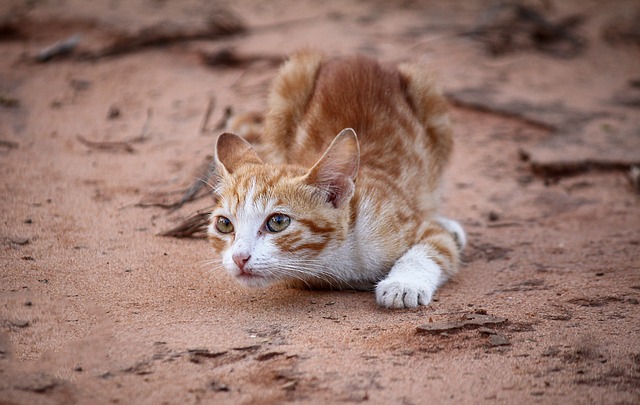 Unleash the Charm: Adorable Orange Tabbies Take Center Stage