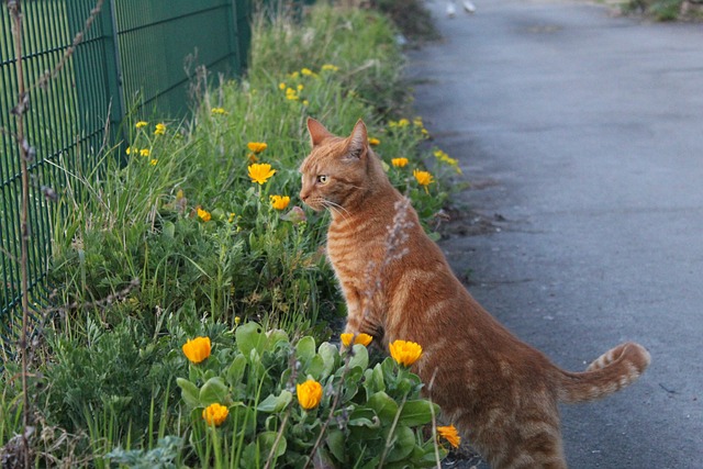 Adorable Orange Tabbies