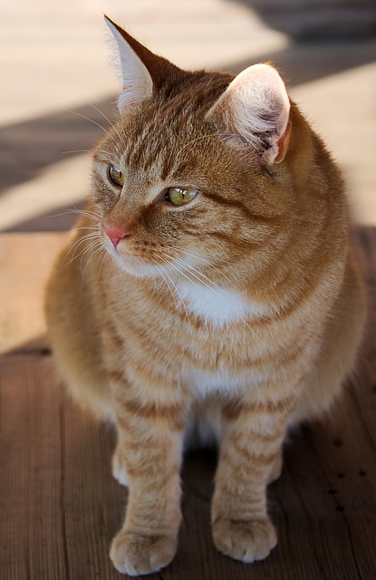 Adorable Orange Tabbies