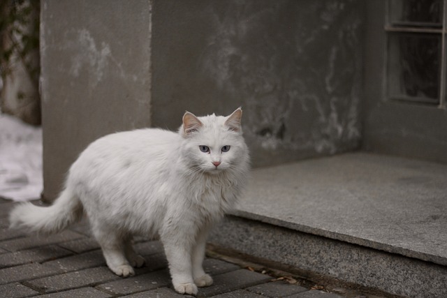 Discovering the Appeal of Awesome Ginger Cats: Myth & Science