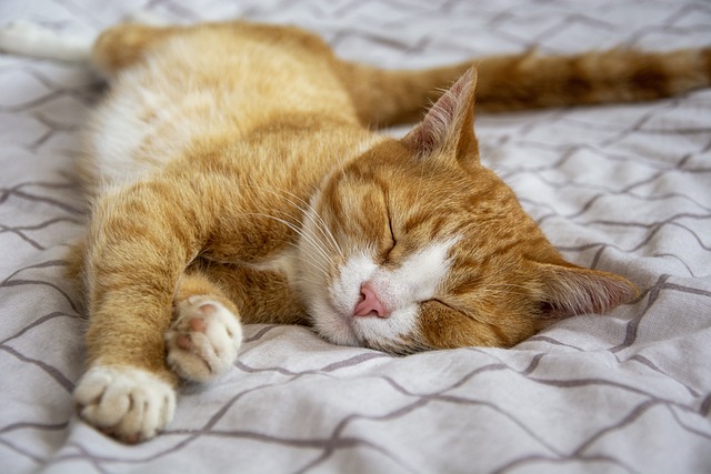Awesome Ginger Cats