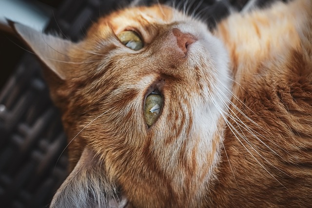 Unleash the Charm: Awesome Orange Cats’ Unique Qualities