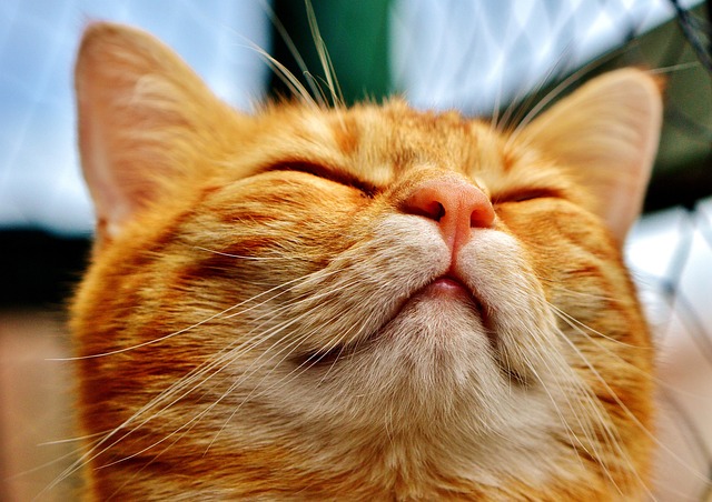 Discover the Enchanting Charm of Beautiful Orange Tabby Cats