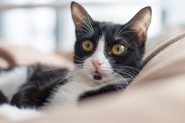 best air purifier for pets