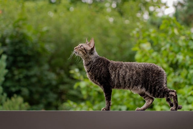 best air purifier for pets