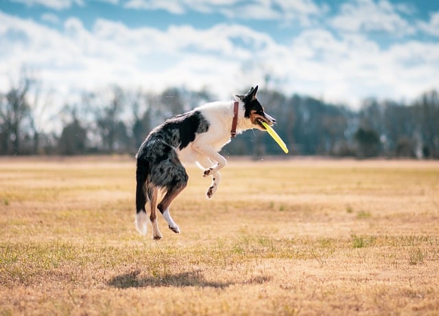 Purifying Air in Dog-Friendly Homes: Top Air Purifiers Guide