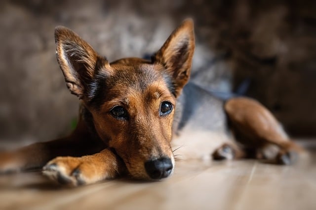 best air purifier for pets