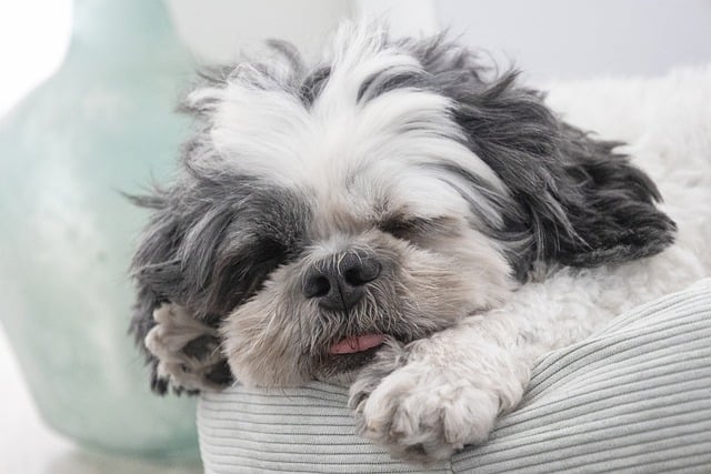 best-air-purifier-for-pets-640x480-73071869.jpeg