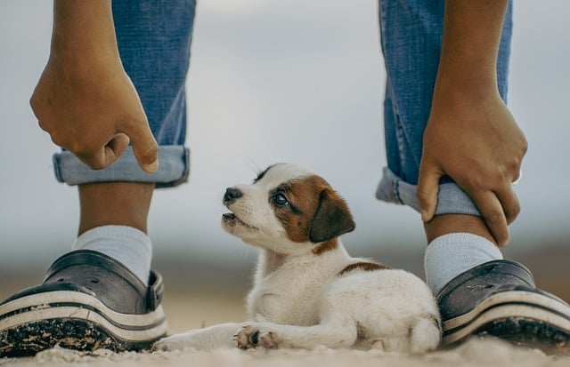 best air purifier for pets