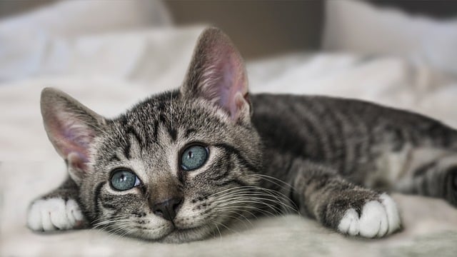 Unleashing the Charms of Domesticated Tabby Cats