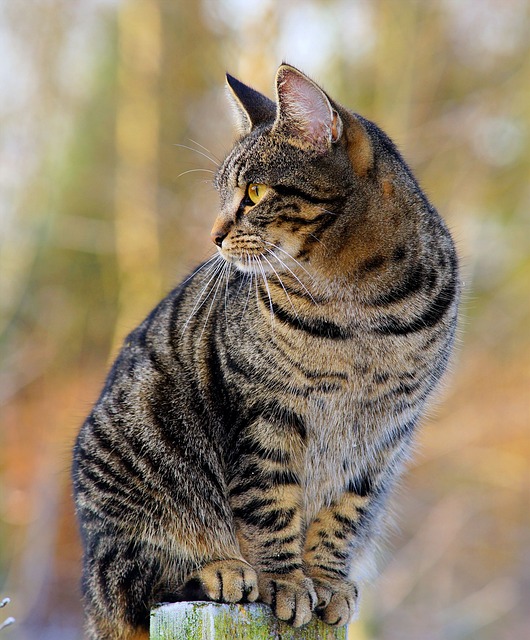 Unveiling the Domesticated Tabby Cat: A Comprehensive Guide