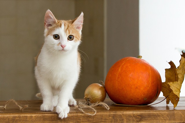 Unveiling One-Cell Ginger Cats: Adorable Rare Felines Unlocked