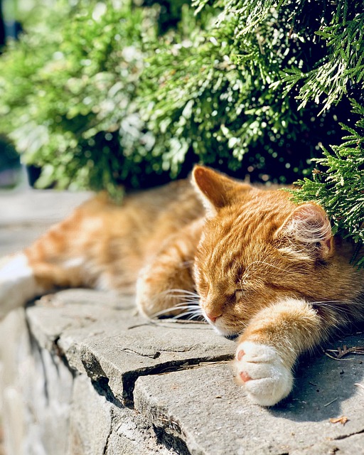 Ginger Cats