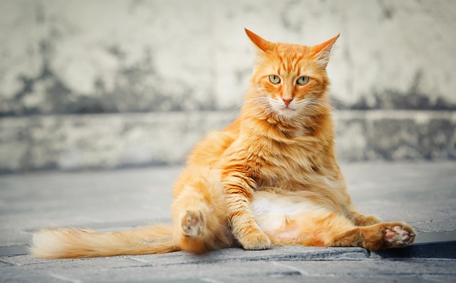 Unveiling the Mighty Mini: All You Need to Know About One-Cell Ginger Cats