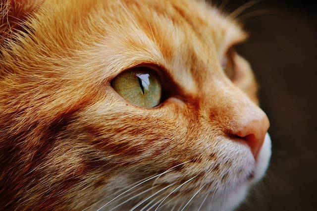 Ginger Cats