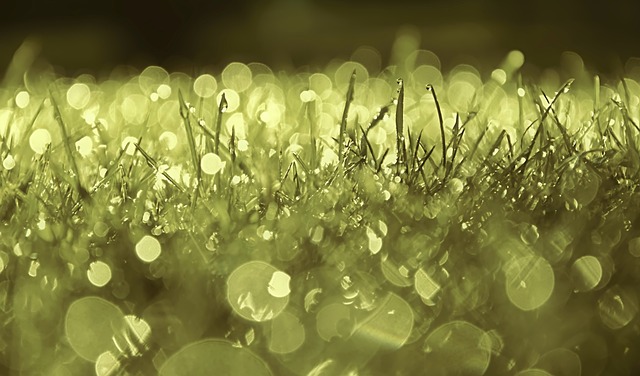 lawn-care-640x480-64676894.jpeg