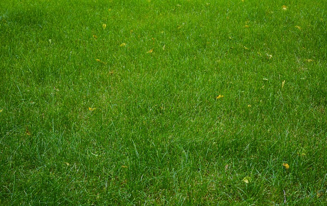 lawn-care-640x480-96210758.jpeg