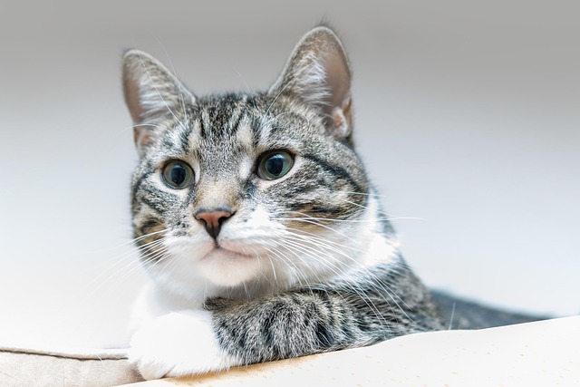 marmalade-cats-640x480-15905014.jpeg
