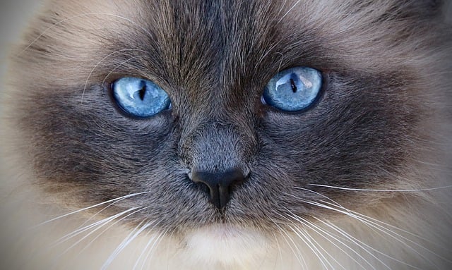 marmalade-cats-640x480-20136903.jpeg