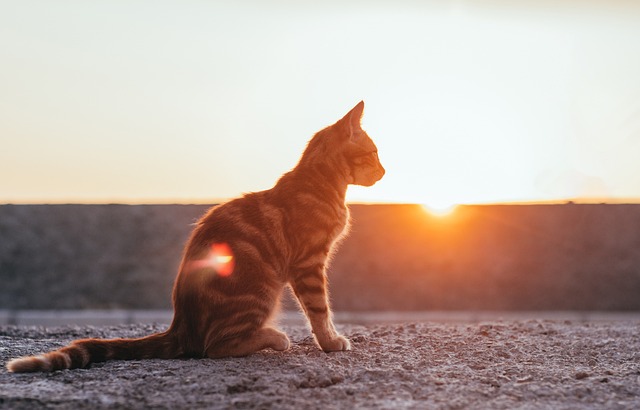 Marmalade Cats