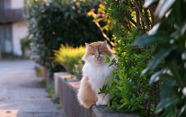 Marmalade Cats
