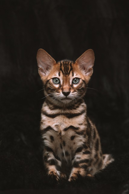 Marmalade Felines